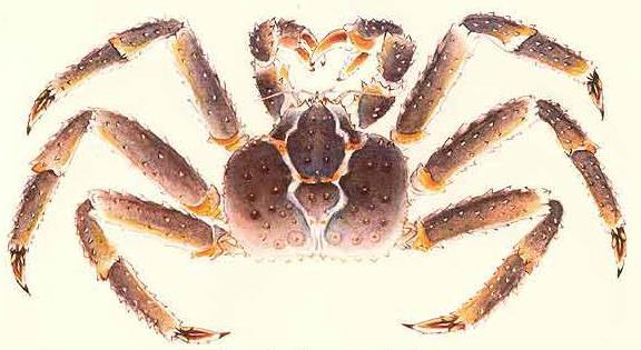 Оценка запасов краба учёными